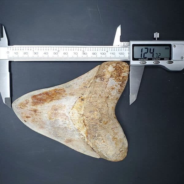 極上 メガロドン 歯 化石 本物 インドネシア 137.08mm mg11