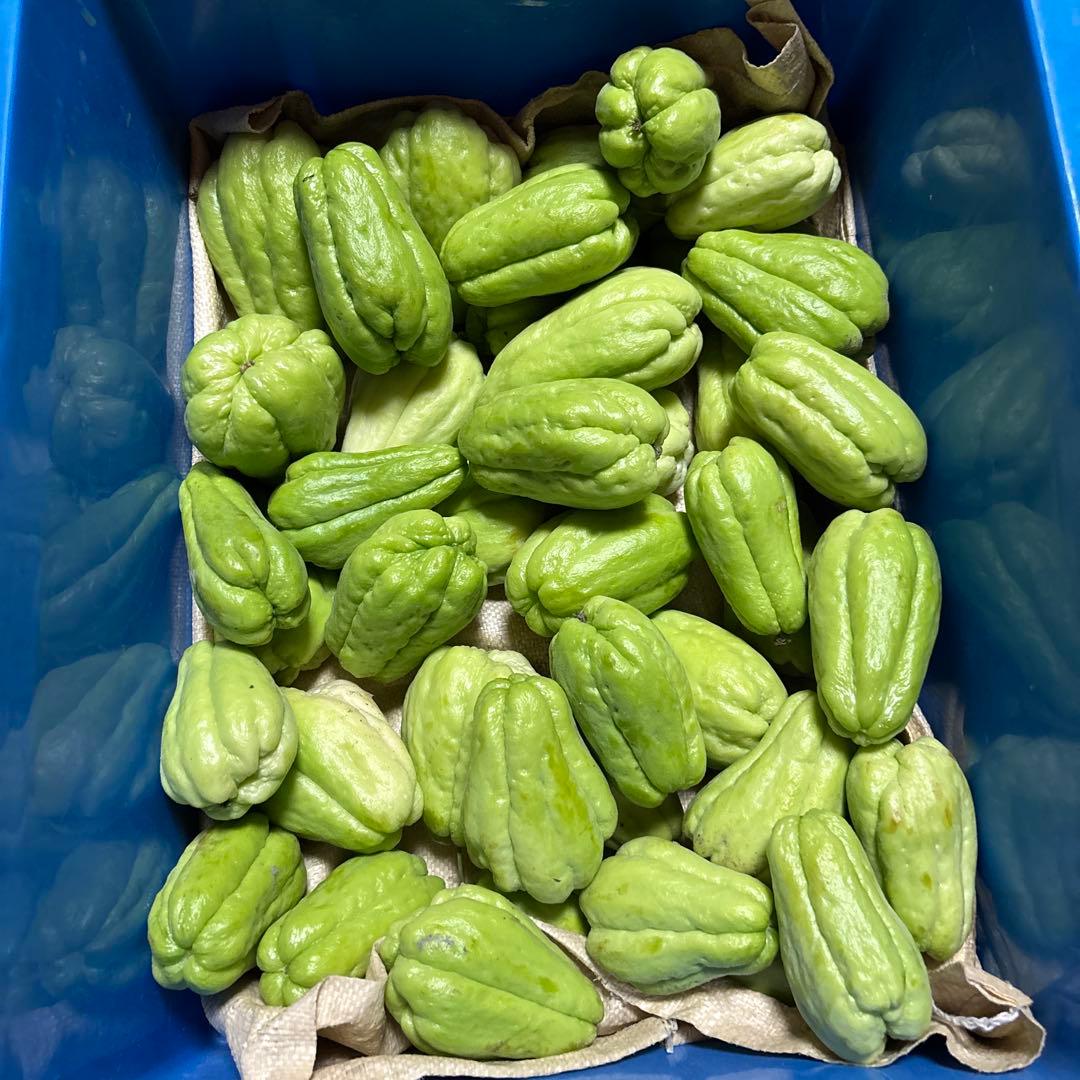 ハヤトウリ　ハヤトウリ約10k 野菜詰め合わせ