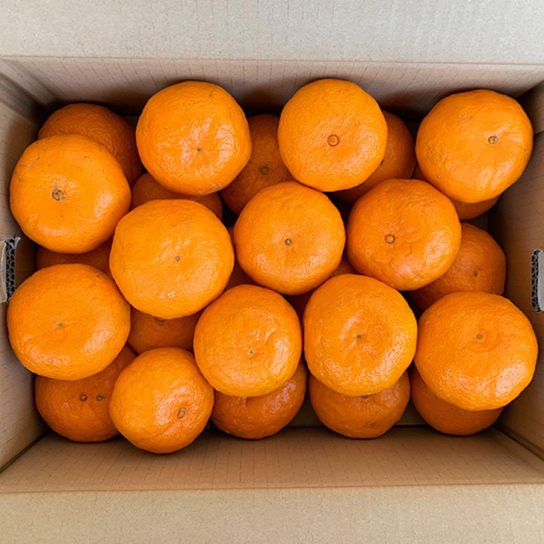 みかん15kg 送料込み 熊本産 甘い ミカン 15キロ 西南のひかり