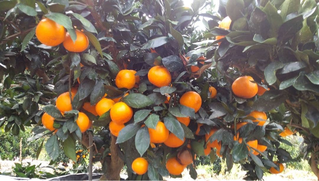 みかん15kg 送料込み 熊本産 甘い ミカン 15キロ 西南のひかり