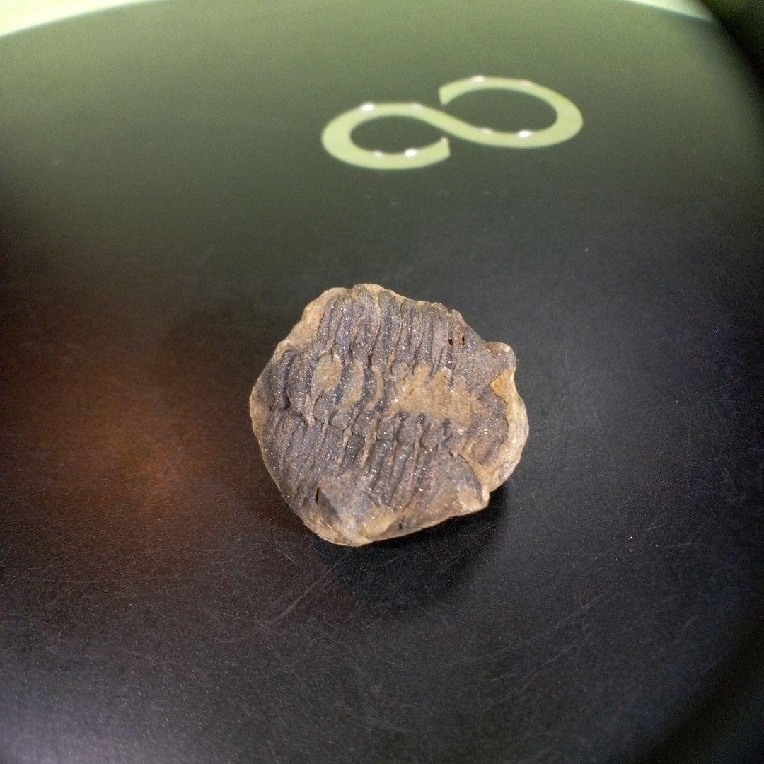 三葉虫　化石　fossil　海　ボリビア産　trilobite　海生動物網⑩