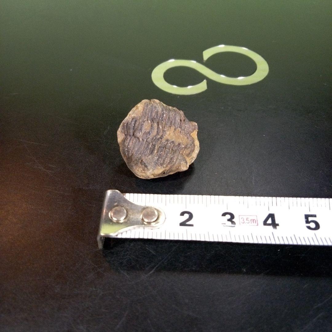 三葉虫　化石　fossil　海　ボリビア産　trilobite　海生動物網⑩