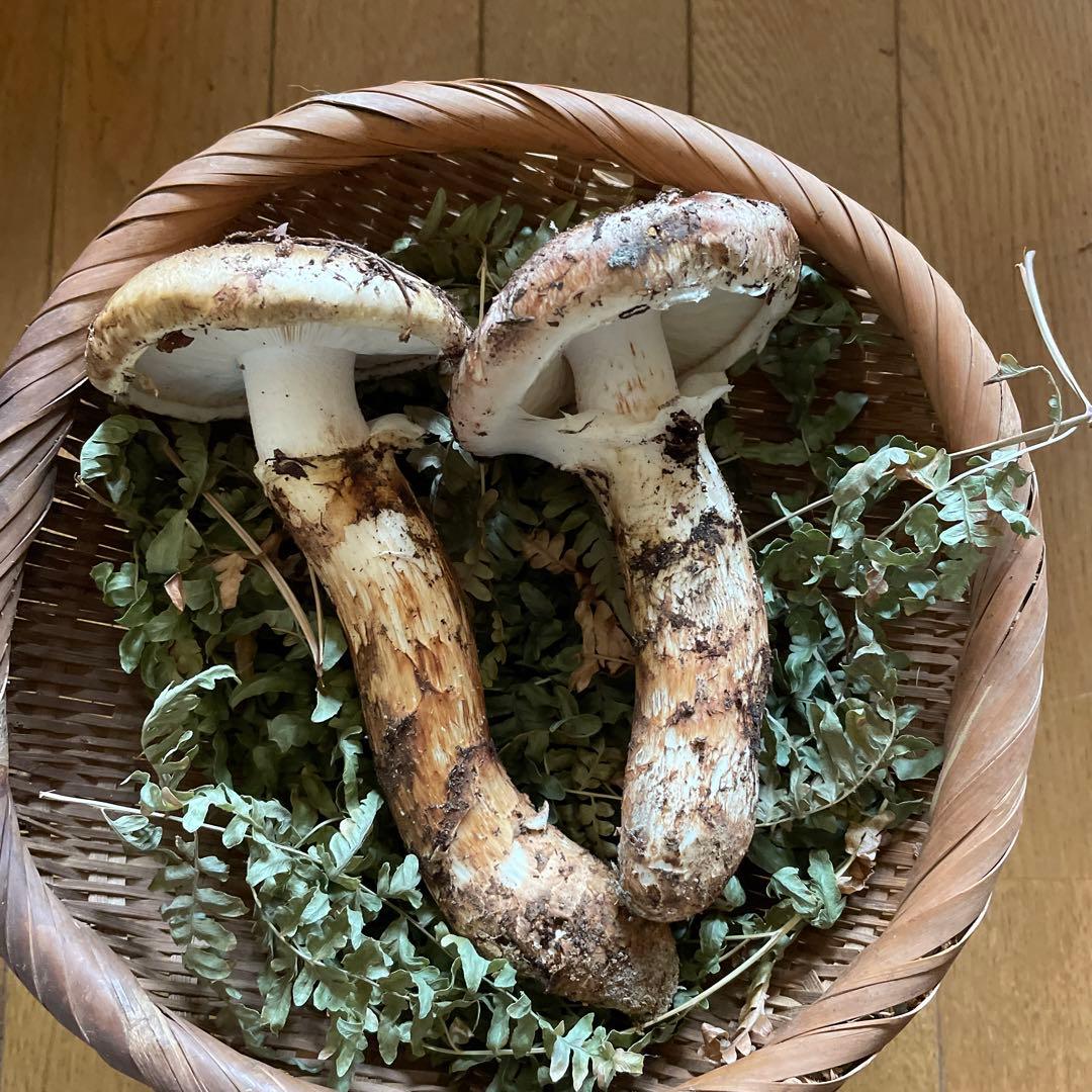 岩手県久慈市産松茸219g