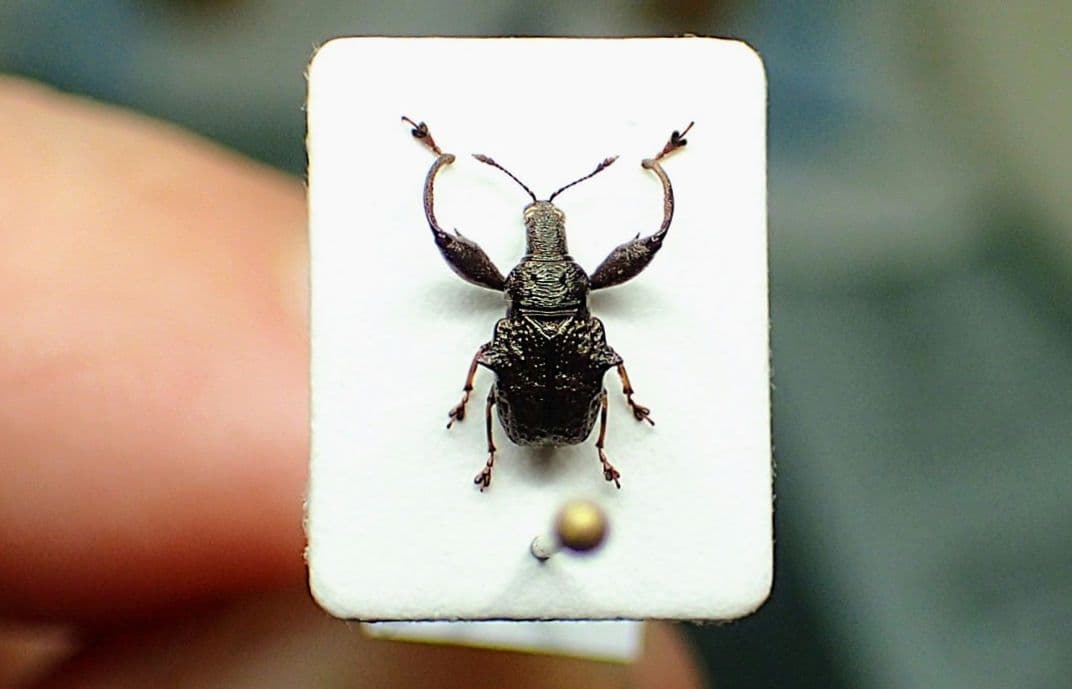 ドミニカの異型ゾウムシ