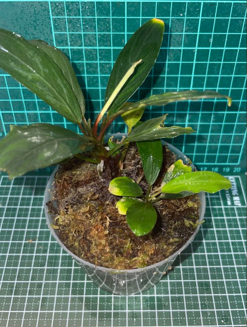 水草 Bucephalandra sp.Pearl gray TB