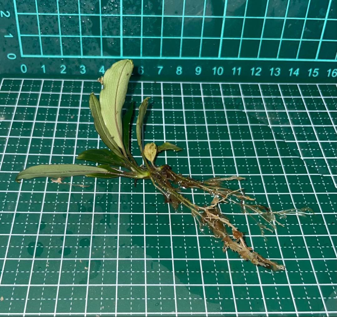 水草 Bucephalandra sp.Pearl gray TB