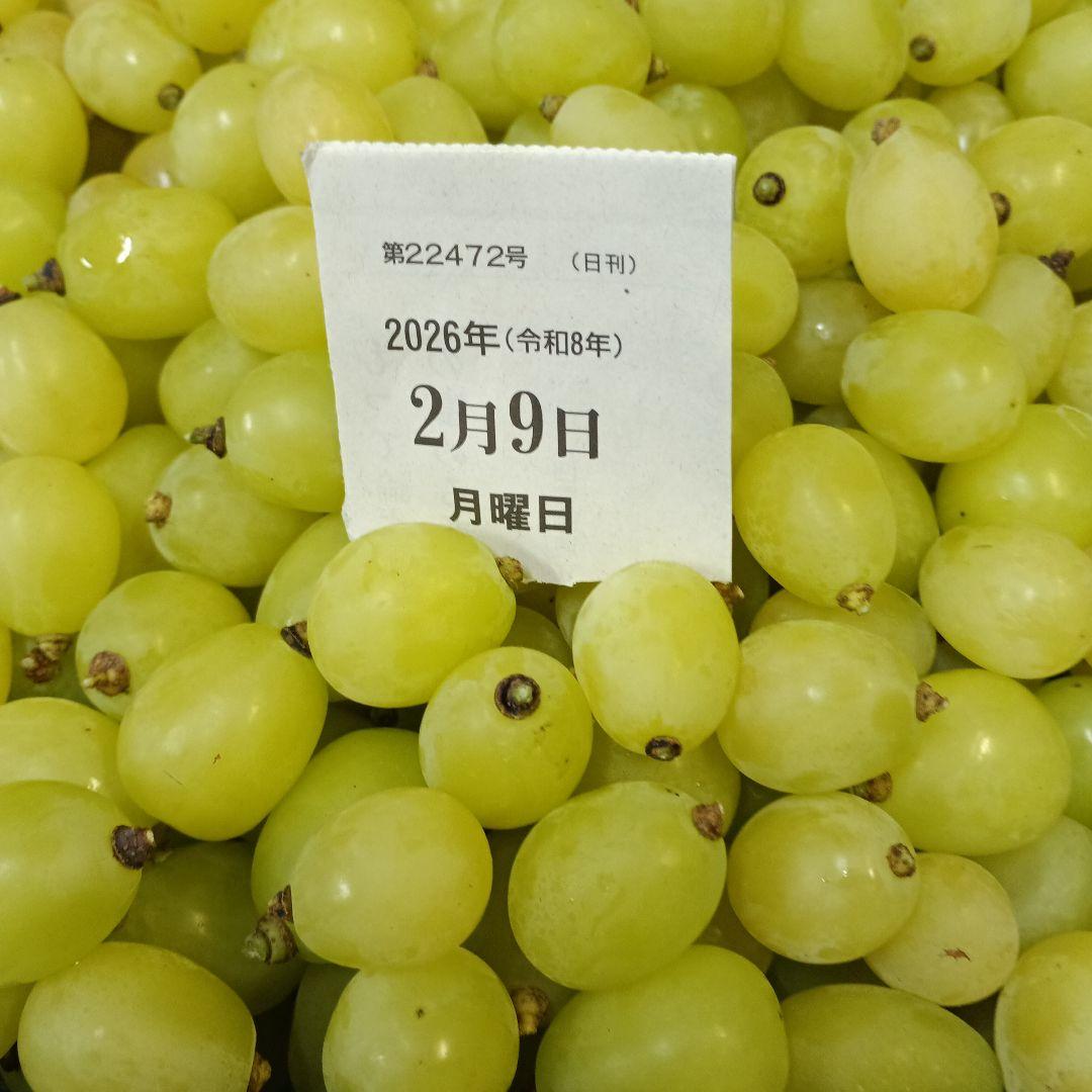 限定特売品シャインマスカット家庭用訳あり徳用5キロ入りの粒バック入りになります。