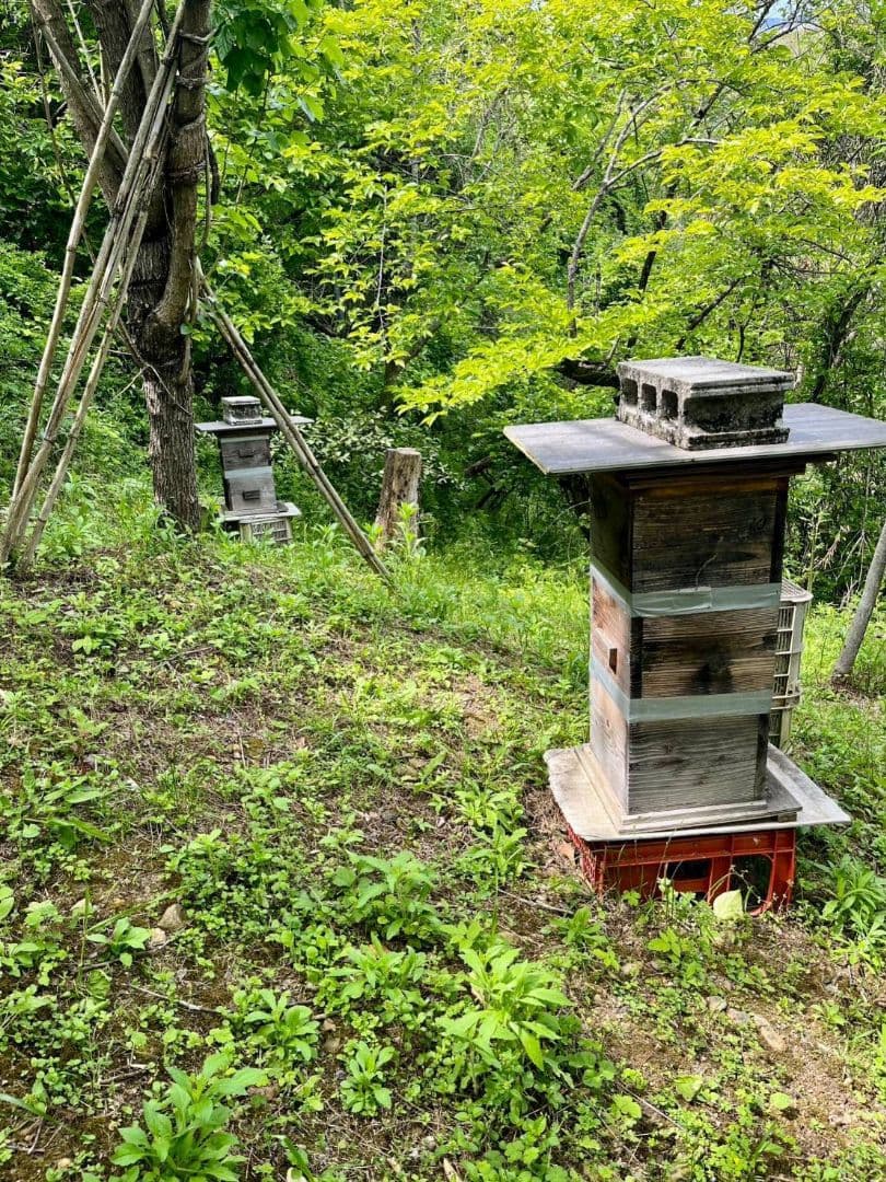 ラスカル様　日本蜜蜂　はちみつ　3種セット　900g