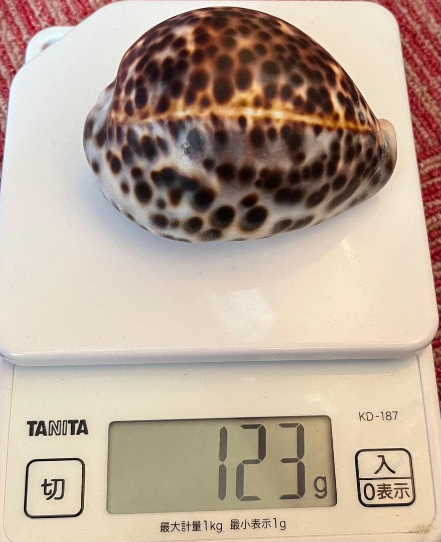 タカラガイ（ハワイホシダカラ？）2個セット　インテリアに