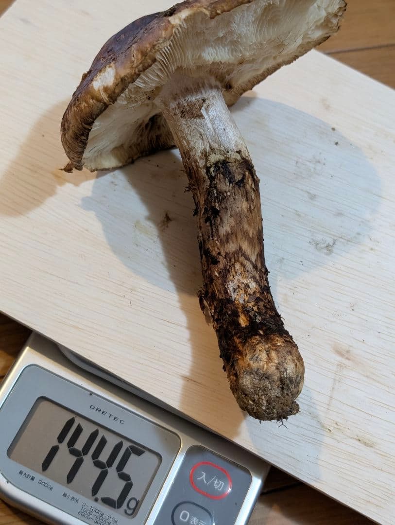 岩手県岩泉産松茸