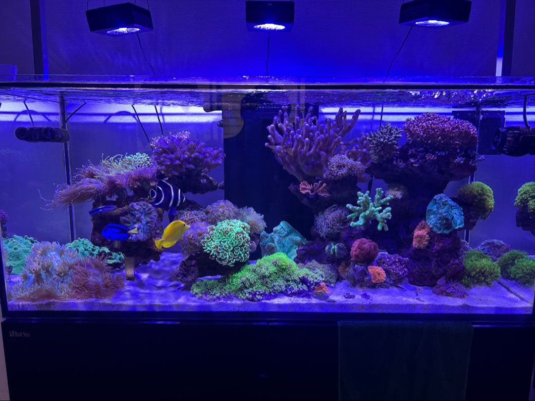 水槽 Red Sea REEFER 350