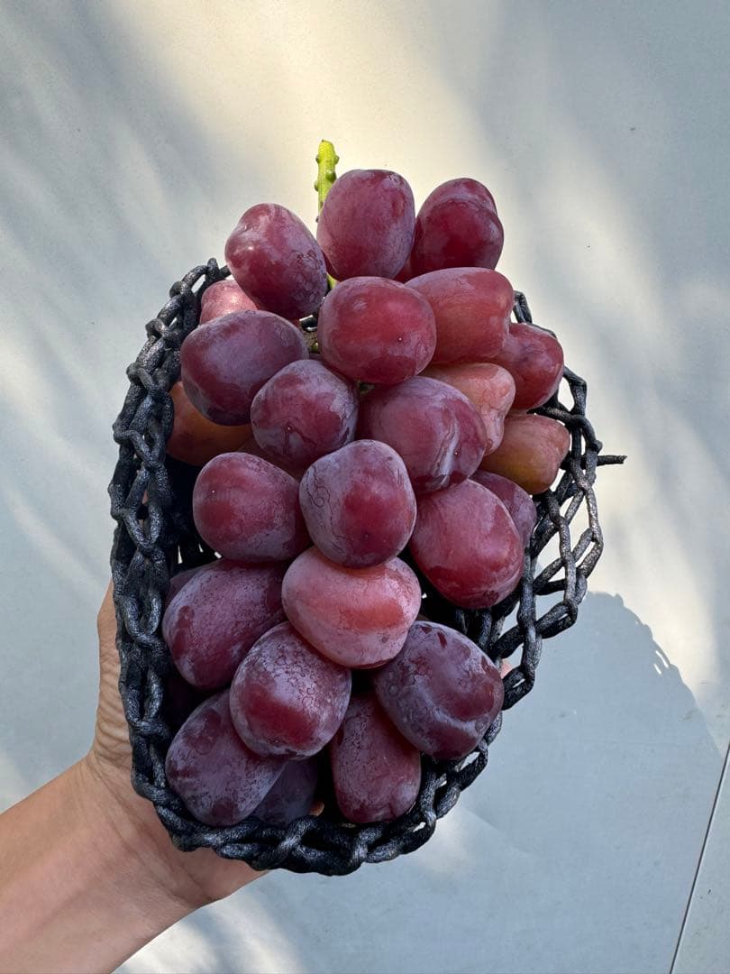 山梨県産ぶどう⭐️富士の輝⭐️5房入り 箱込み約4.7キロ