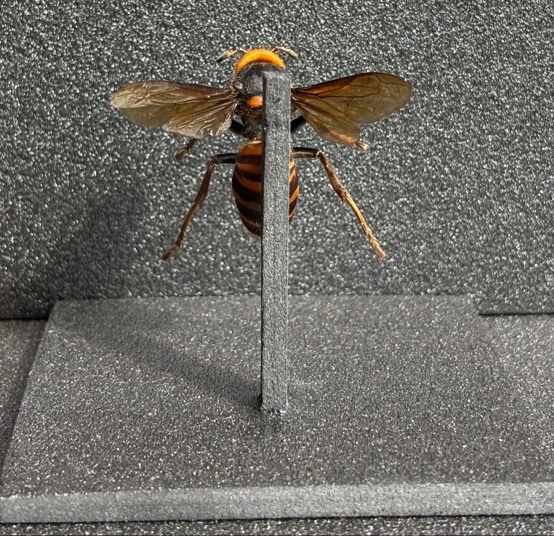 オオスズメバチ　女王蜂　立体標本 4.6cm超　特大サイズ