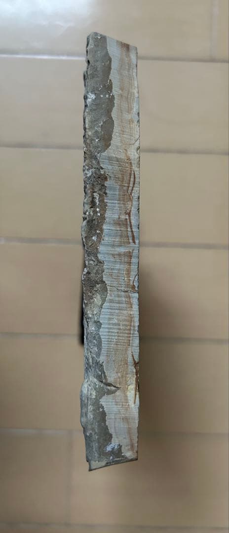 三葉虫化石　山東省