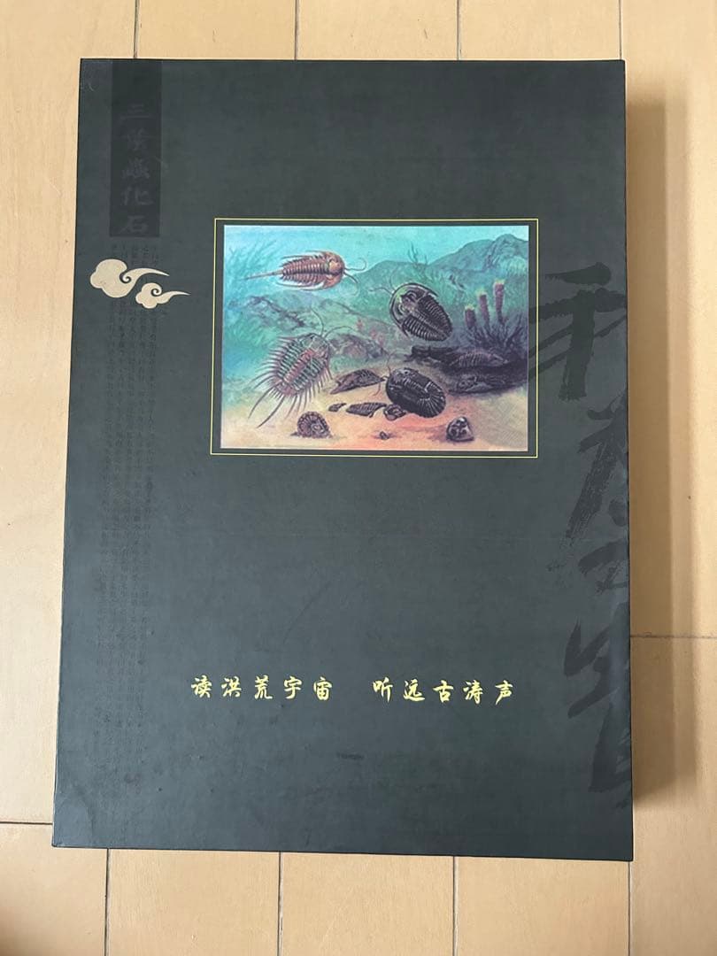 三葉虫化石　山東省