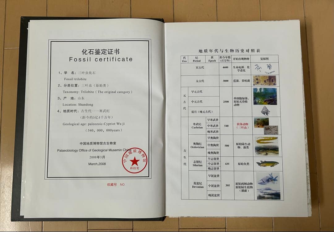 三葉虫化石　山東省