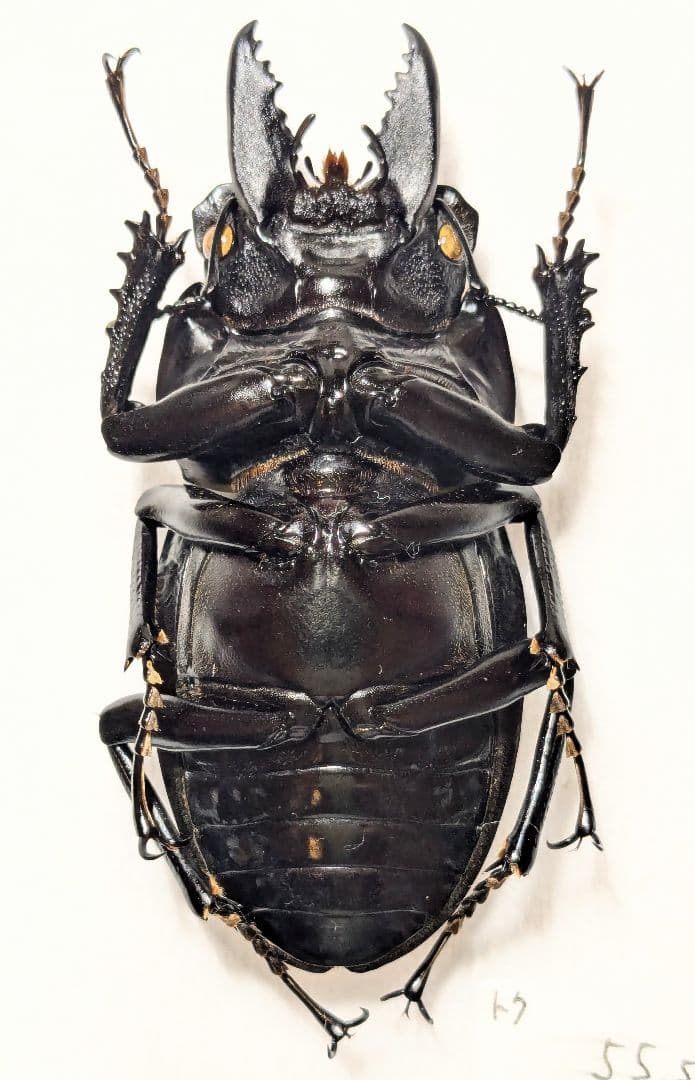 徳之　アマミマルバネ