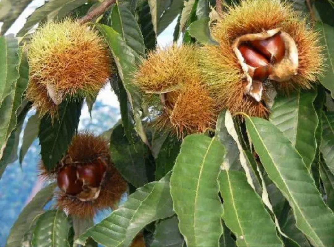 栗　大粒！幅40mm程度サイズ3.6k　取り扱いの難しい無燻蒸で熟成させた　生栗