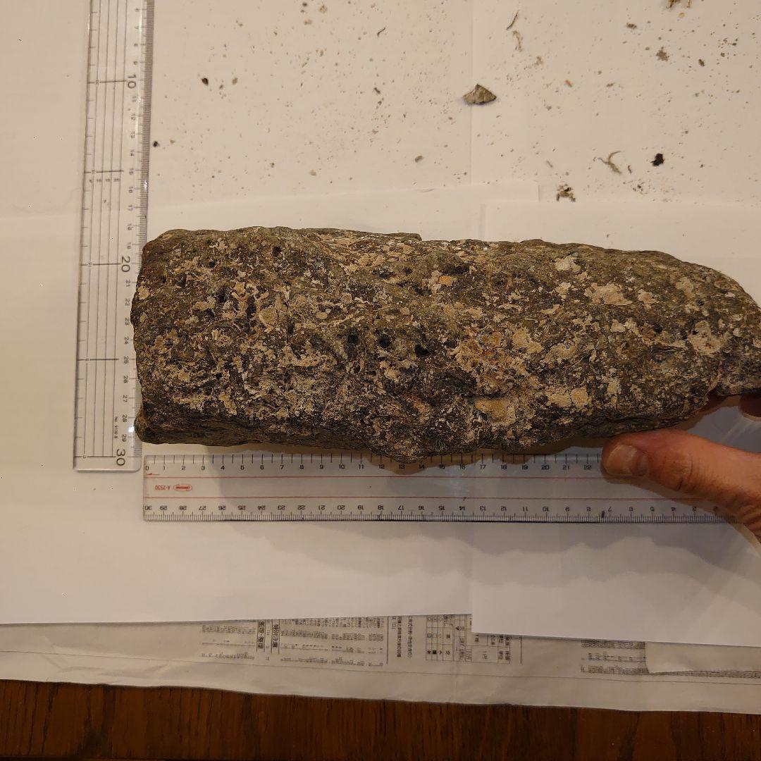 ナウマンゾウ　海上がり　化石　牙？