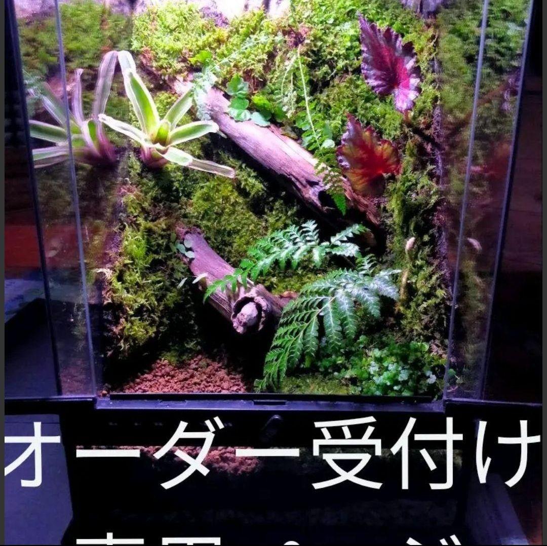 隠れ家付き！大自然の中の飼育箱、