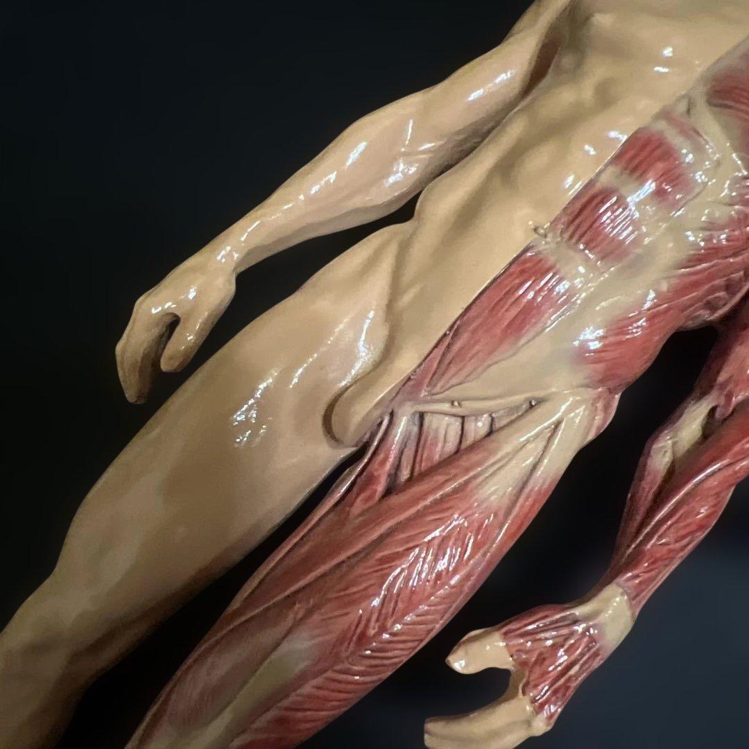 人体模型　貴重　激レア　男女