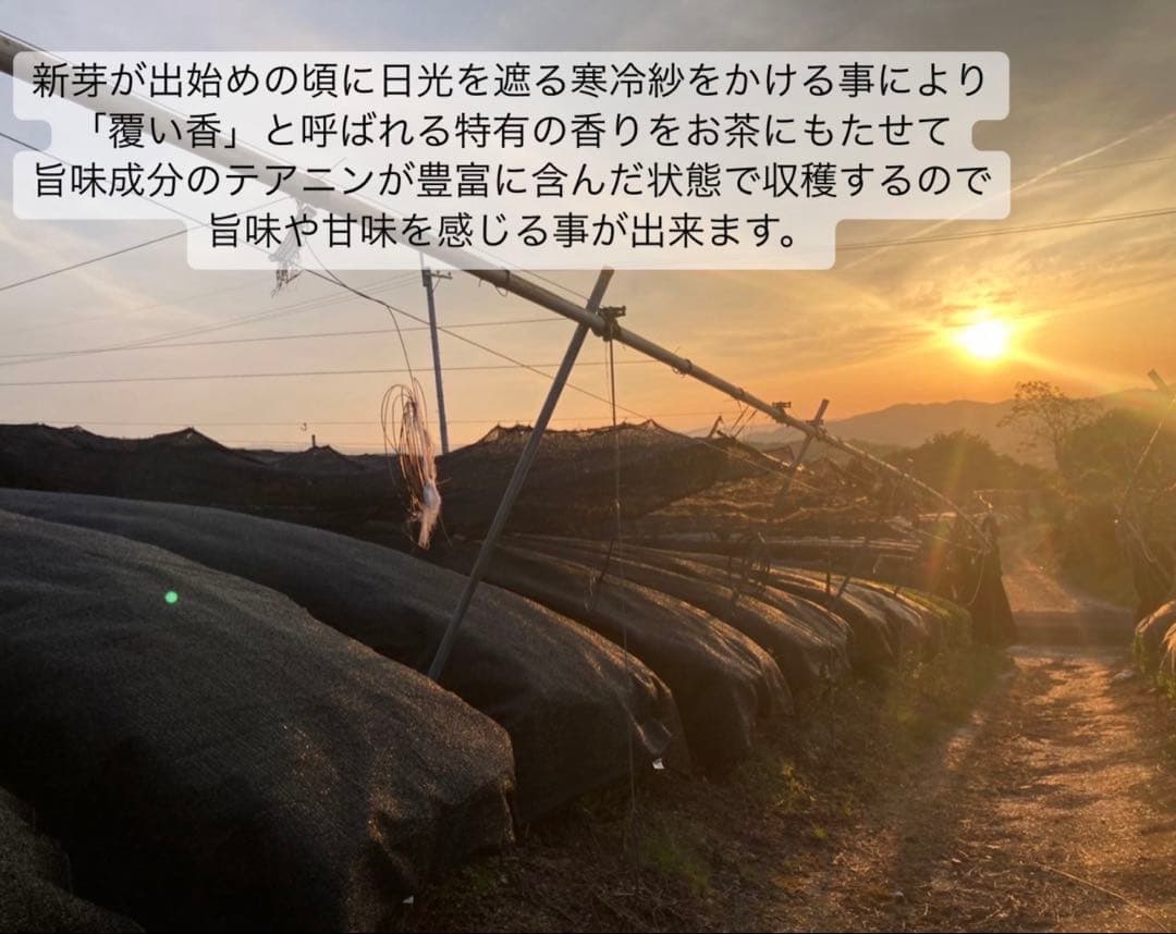 ＊1月のお茶＊5種類飲み比べセット(計20個入り＋ラテ40杯分)