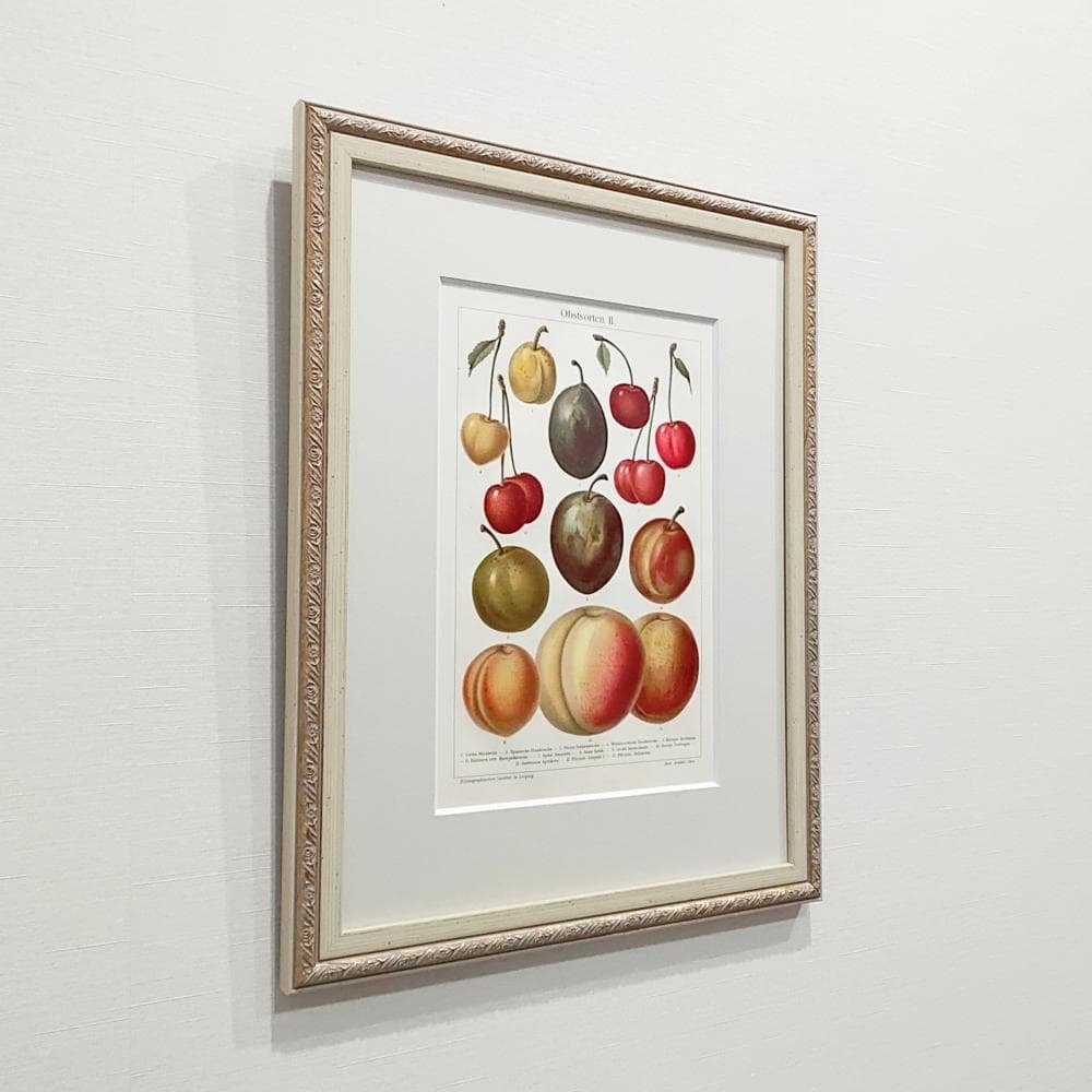 果物の図版　アンティーク　1907年　ドイツ　マイヤー百科事典　リトグラフ　版画