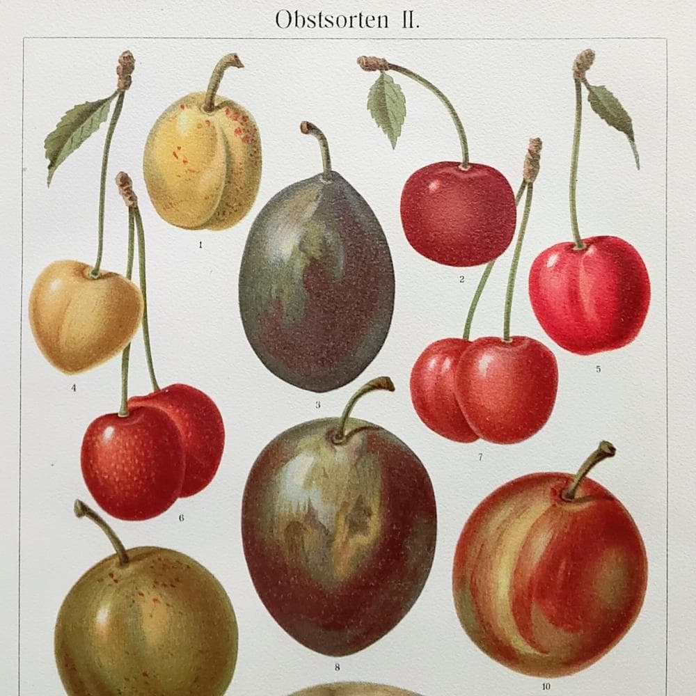 果物の図版　アンティーク　1907年　ドイツ　マイヤー百科事典　リトグラフ　版画