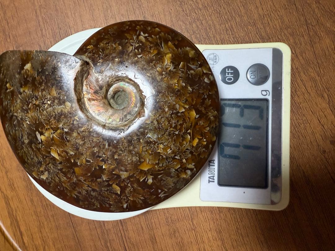 新品マダガスカルのアンモナイト化石　超大　本物希少 貴重品　置物　送料無料