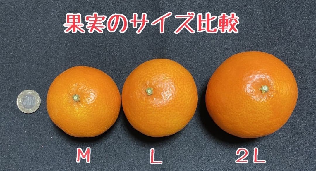 お得なセット2L、Ｌサイズ混合2箱計10キロ贈答に 愛媛のまどんな　あいか28号