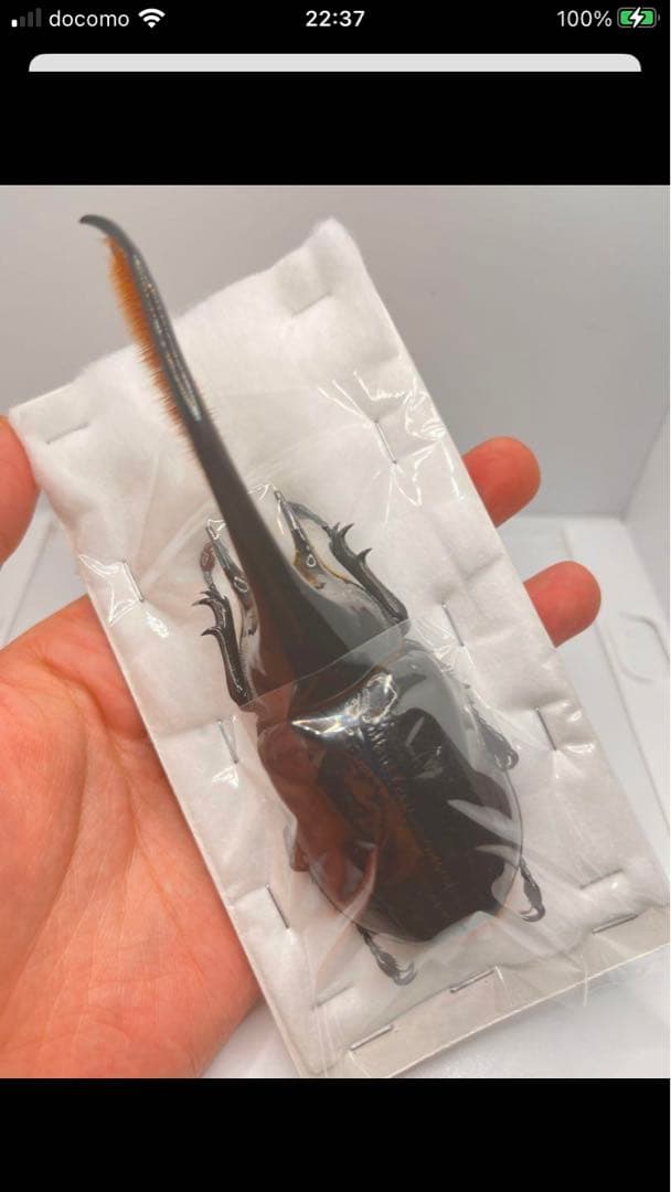 最終値下げ❗️ネプチューンオオカブト　ペア　標本