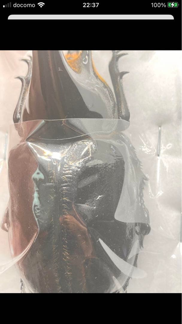 最終値下げ❗️ネプチューンオオカブト　ペア　標本