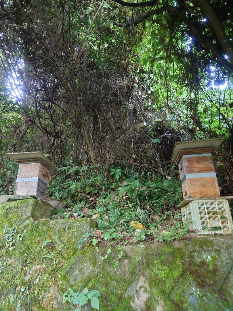 フレッシュ日本蜜蜂 はちみつ900g(S4Y0箱)2本(S5Y0箱)1本