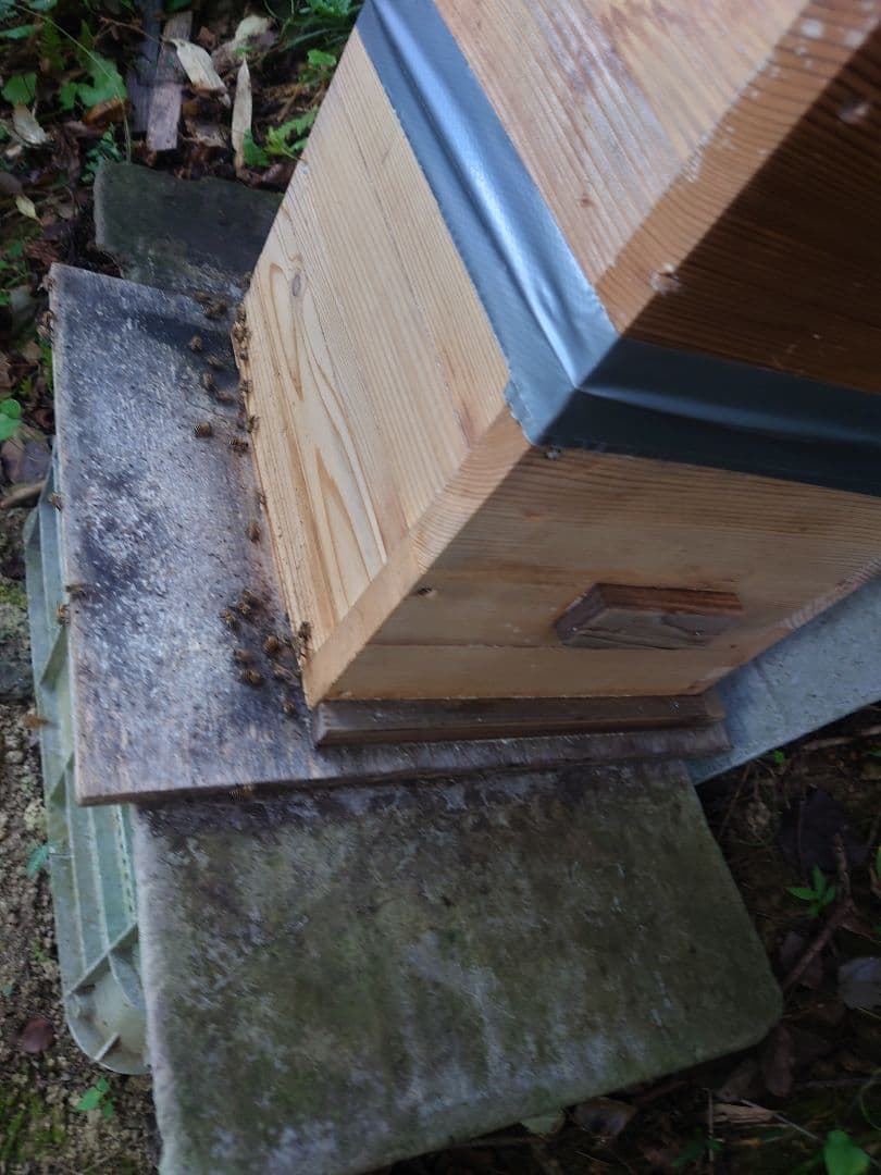 フレッシュ日本蜜蜂 はちみつ900g(S4Y0箱)2本(S5Y0箱)1本