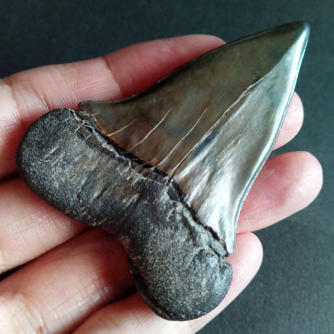 サメの歯　ホホジロザメ　絶滅種　特大　完全体　極美麗　６５mm