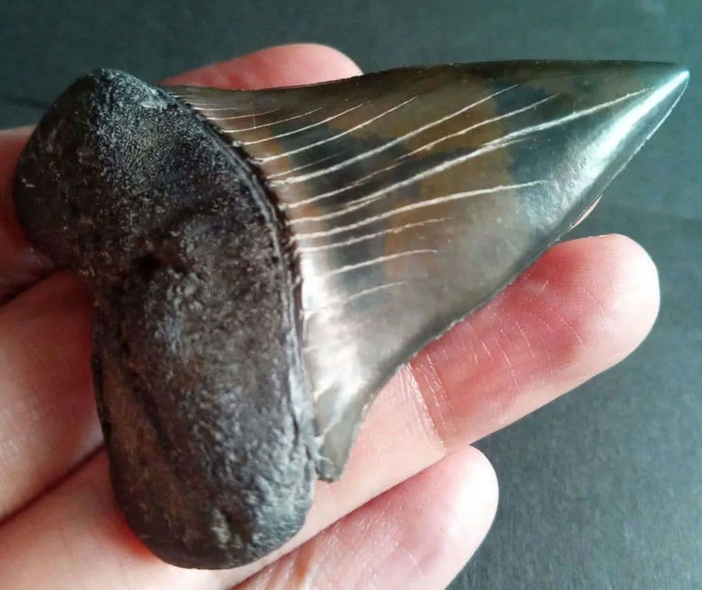 サメの歯　ホホジロザメ　絶滅種　特大　完全体　極美麗　６５mm