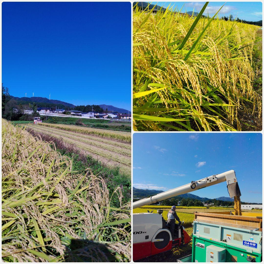 もち玄米■ヒメノモチ　20㎏(5kg×4袋)一等米☆農家直送