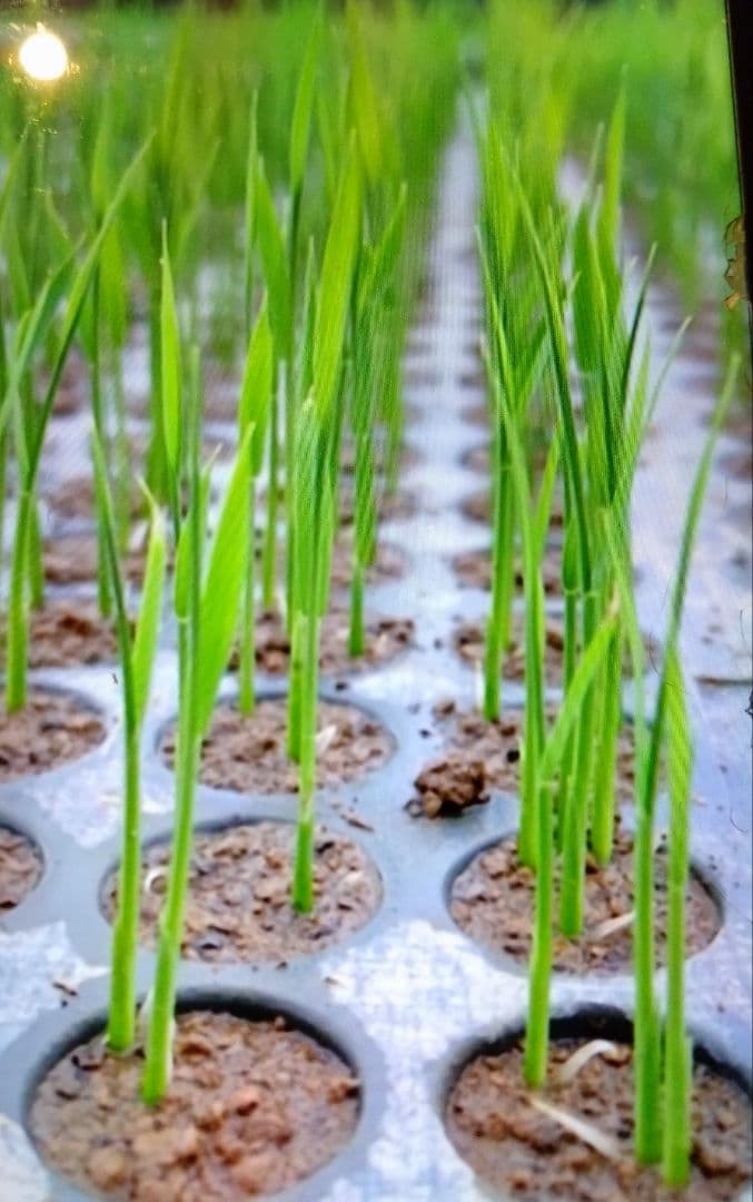 令和7年 自然栽培米 イセヒカリ 20kg 玄米