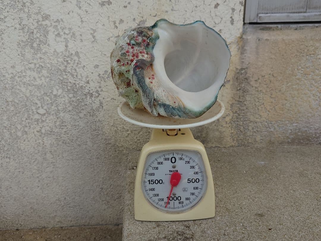 ☆貝☆貝殻☆標本☆　夜光貝×12個