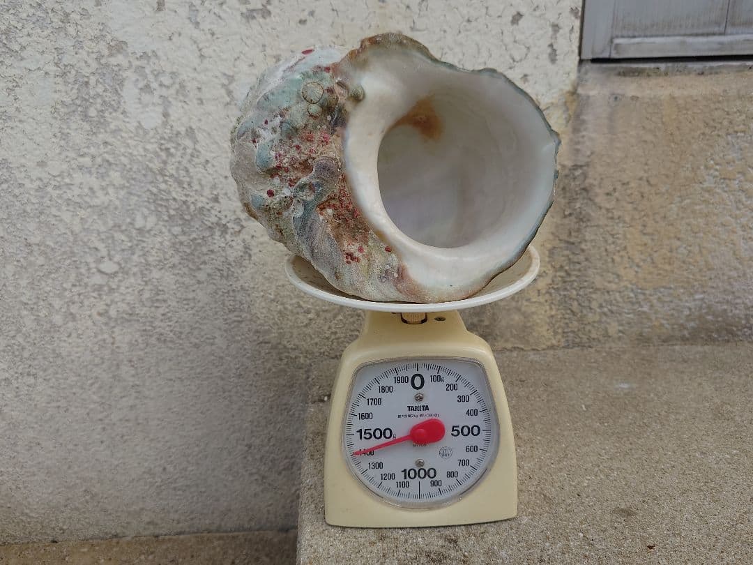 ☆貝☆貝殻☆標本☆　夜光貝×12個