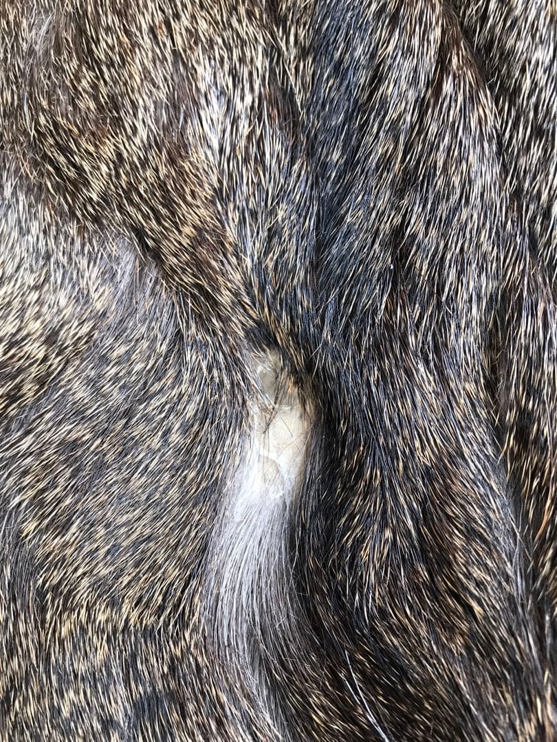 ニホンジカ ♀毛皮 23-12