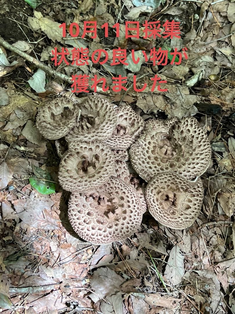 香茸　乾燥　200g以上　A等級　①