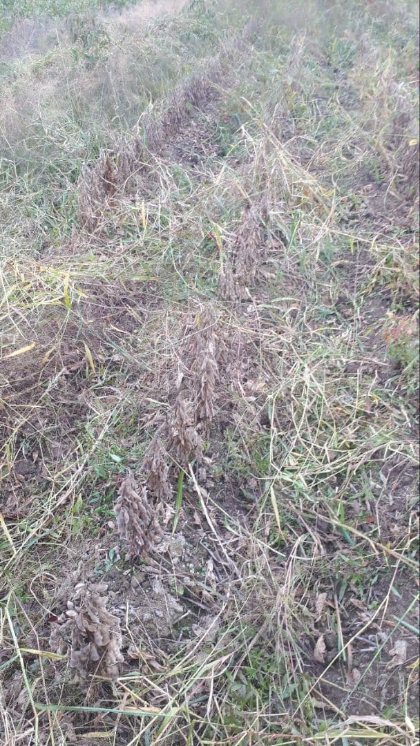 【sora】農薬・化学肥料不使用　令和7年度産　滋賀県産大豆8000g