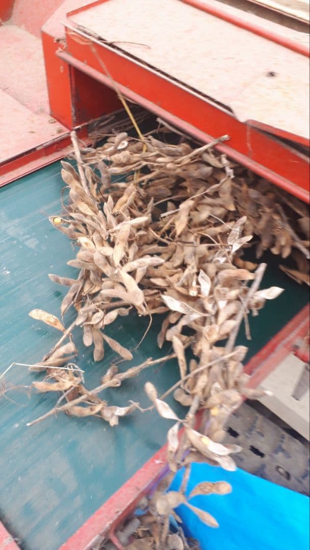 【sora】農薬・化学肥料不使用　令和7年度産　滋賀県産大豆8000g