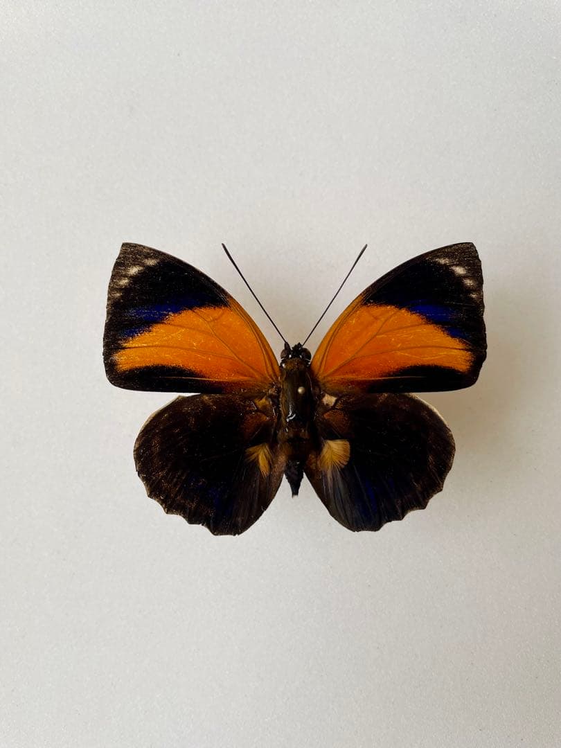 アグリアス・ペリクレス（1オス、ブラジル産）