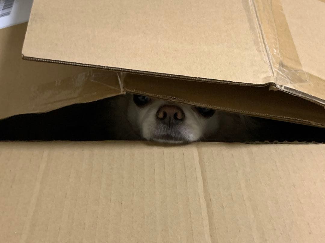 Legend レジェンド ストラトキャスター タイプ ストラト LST BBS