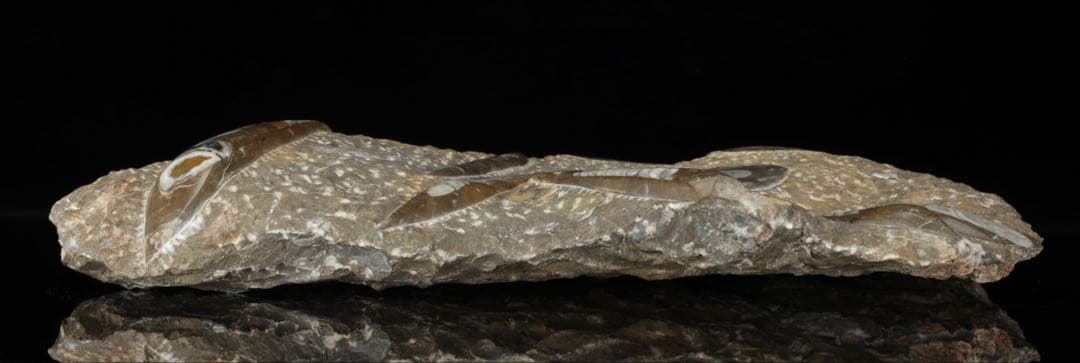 アンモナイト オルソセラス 化石プレート 6.3kg台付 直角貝 古生物化石標本