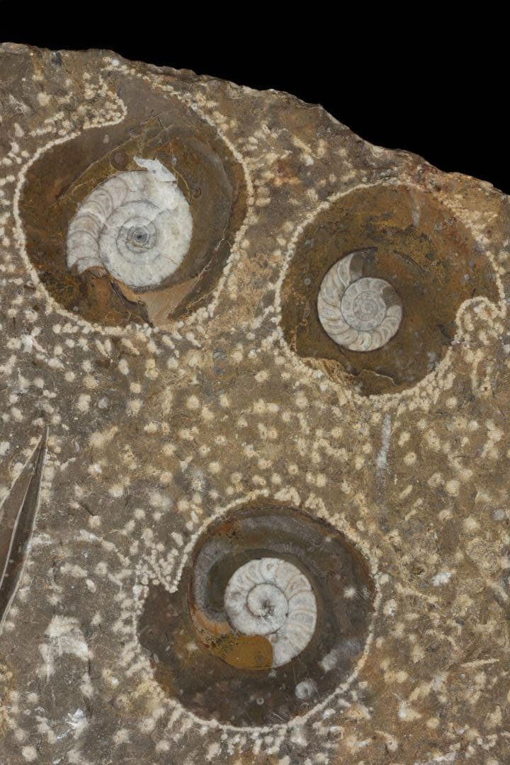 アンモナイト オルソセラス 化石プレート 6.3kg台付 直角貝 古生物化石標本