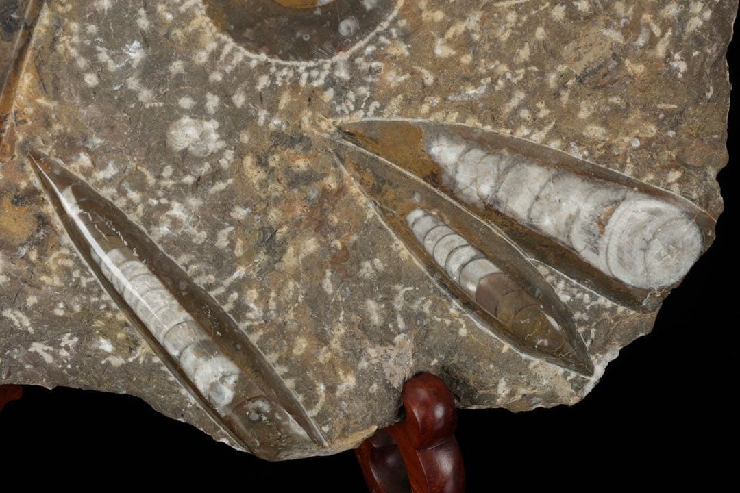 アンモナイト オルソセラス 化石プレート 6.3kg台付 直角貝 古生物化石標本
