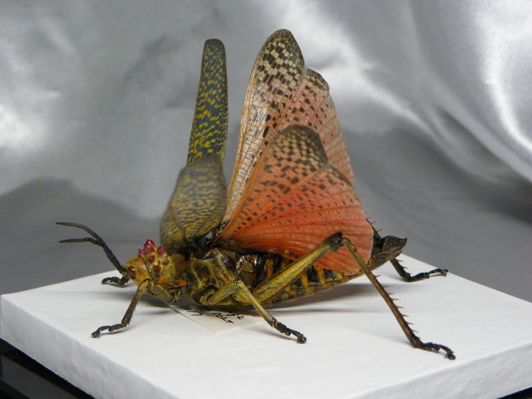 マダガスカルのドクバッタ　立体標本